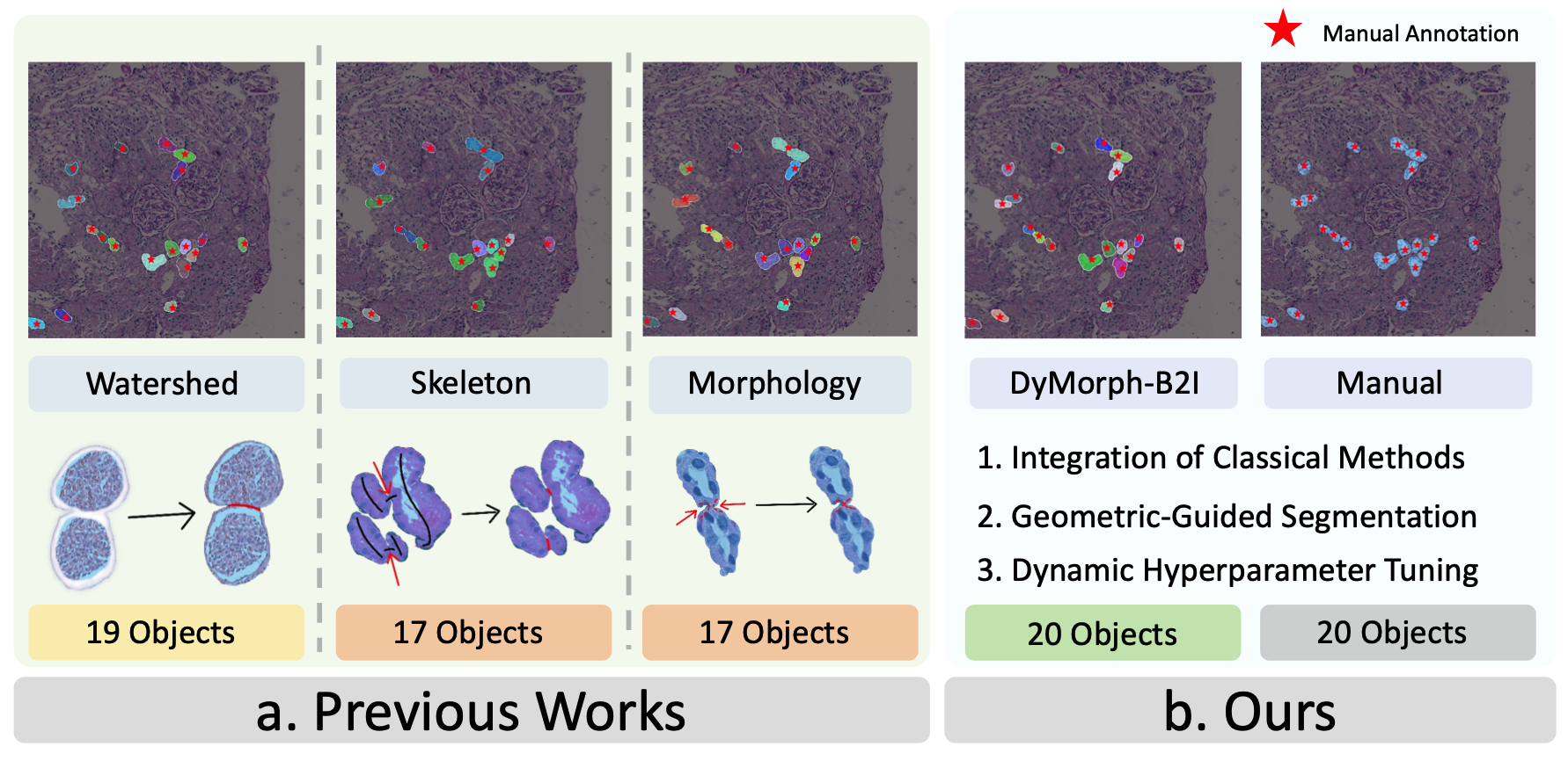 DyMorph-B2I.png